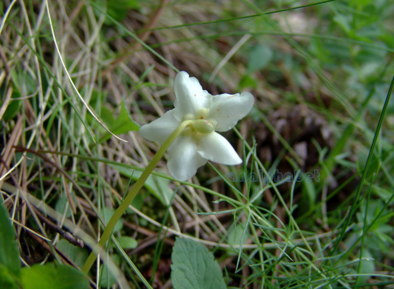 Moneses uniflora (L.) [Pyrola uniflora], OLYMPOS-3