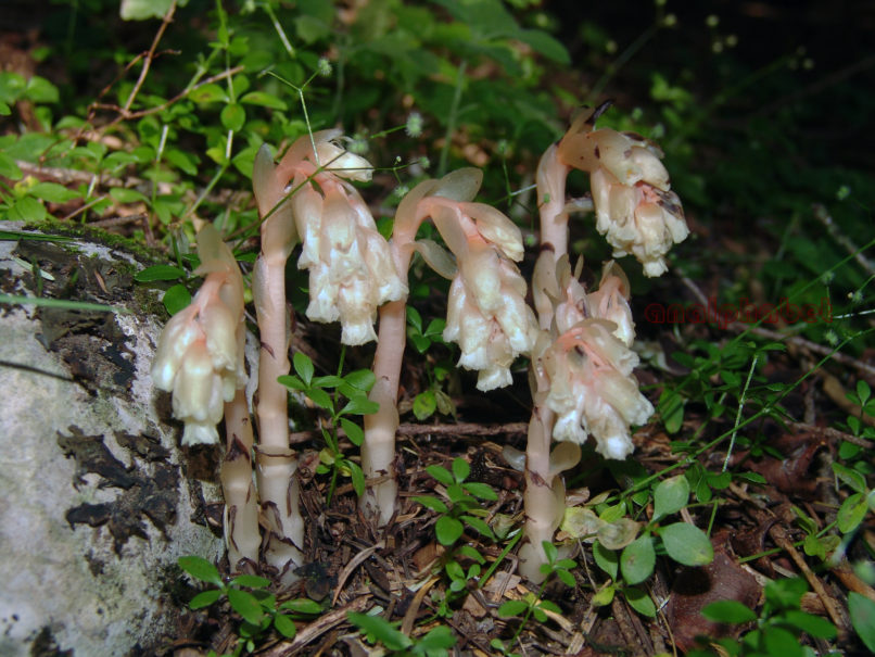 Monotropa hypopytis (L.), AGRAFA-ELATAKOS, PETSALOUDA-1