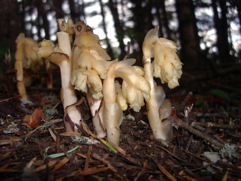 Monotropa hypopytis (L.), PARNASSOS-1