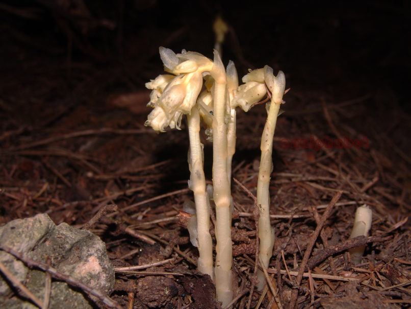 Monotropa hypopytis (L.), PARNITHA-1