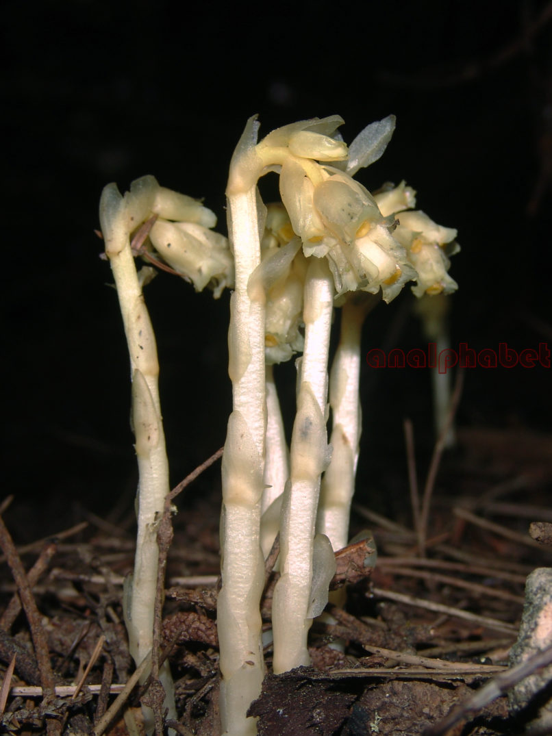 Monotropa hypopytis (L.), PARNITHA-2