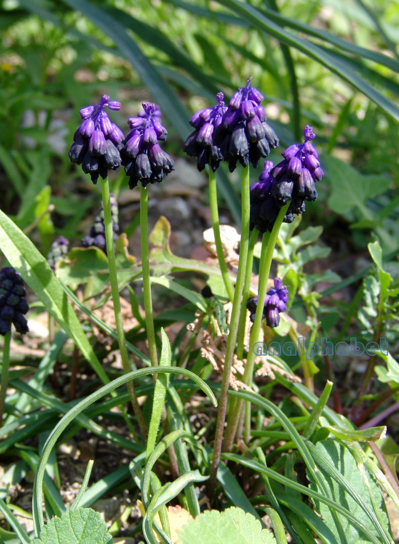 Muscari commutatum (Guss.), PARNITHA-1