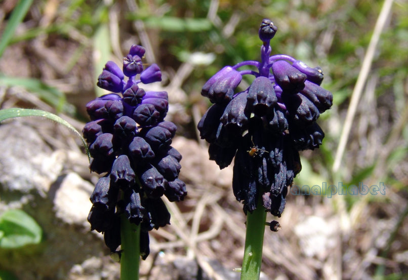 Muscari commutatum (Guss.), PARNITHA-2
