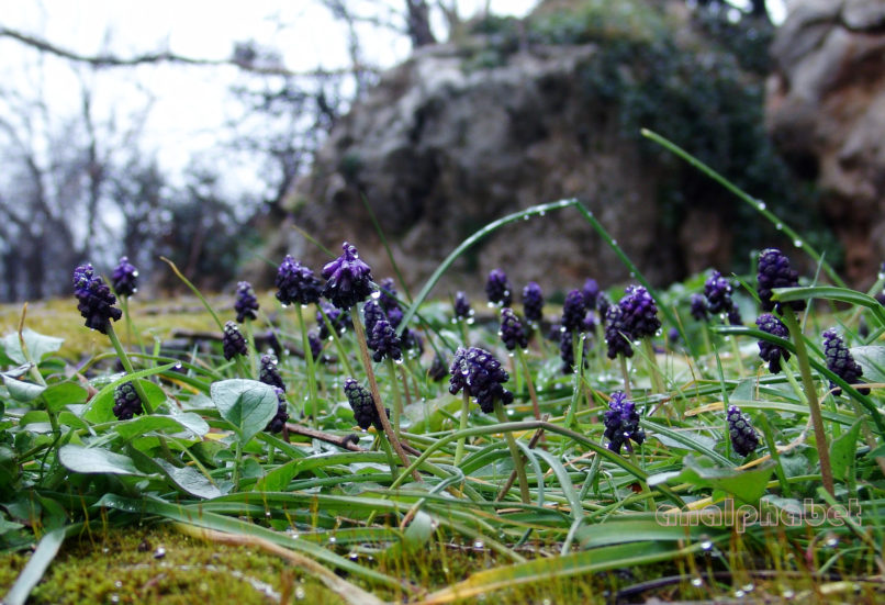 Muscari commutatum (Guss.), PARNITHA-3