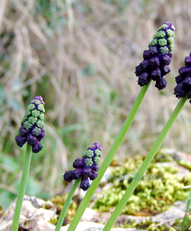 Muscari commutatum (Guss.), PARNITHA-4