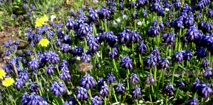 Muscari commutatum (Guss.), PARNITHA-5