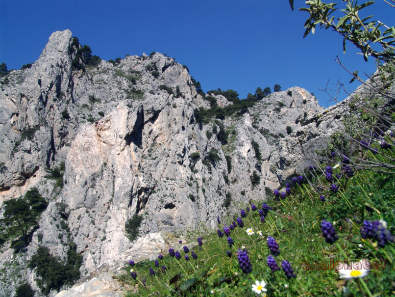 Muscari commutatum (Guss.), PARNITHA-6