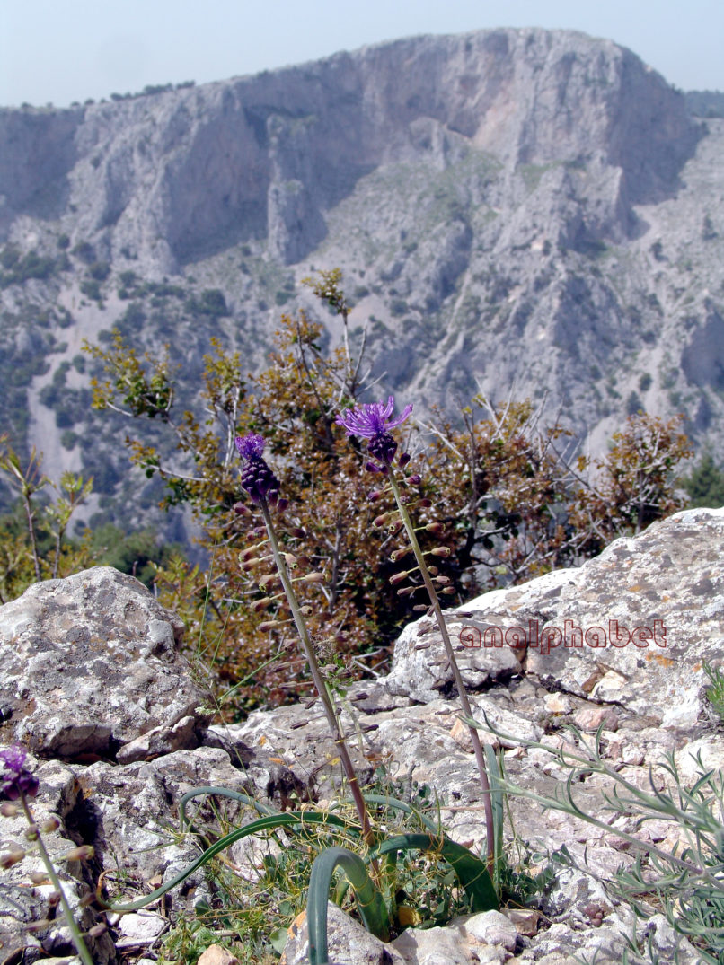 Muscari comosum (Mill.), PARNITHA-1
