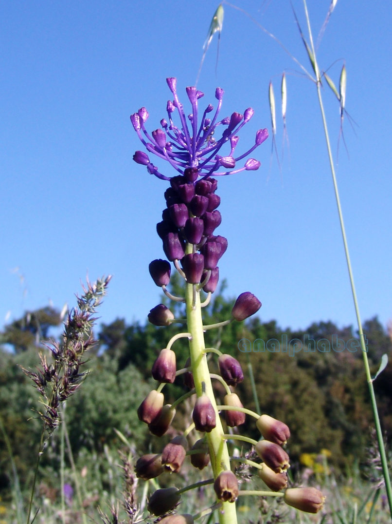 Muscari comosum (Mill.), PARNITHA-2