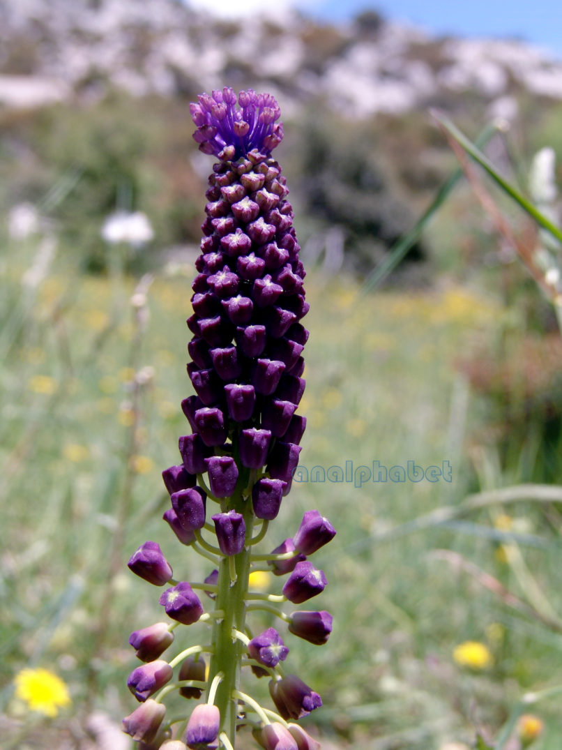 Muscari comosum (Mill.), PARNITHA-3