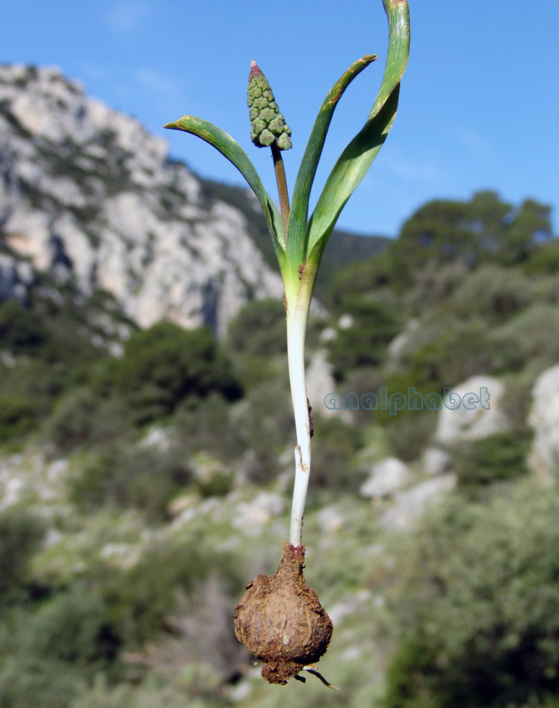 Muscari comosum (Mill.), PARNITHA-4