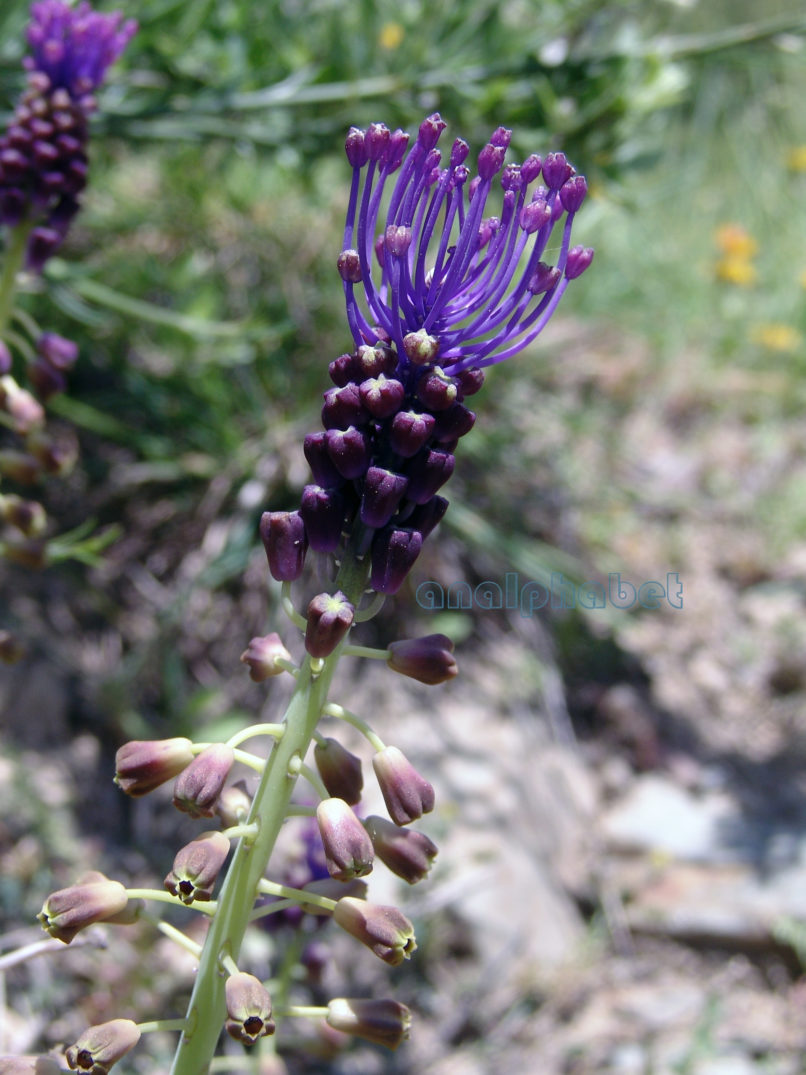 Muscari comosum (Mill.), PARNITHA-5