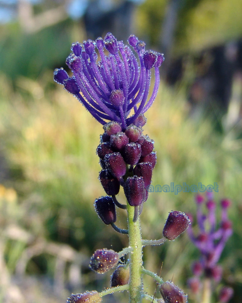 Muscari comosum (Mill.), PARNITHA-6