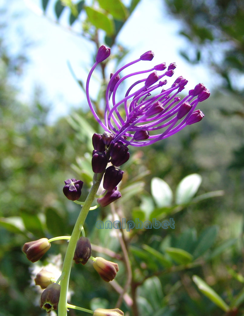 Muscari comosum (Mill.), ZAKYNTHOS-1