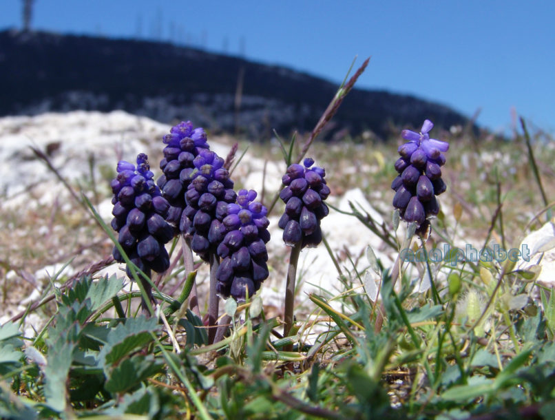 Muscari neglectum (Guss. ex Ten.) [M. racemosum (Guss. ex Ten.)], PARNITHA-1