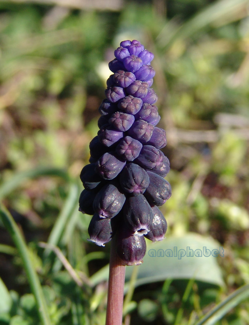 Muscari neglectum (Guss. ex Ten.) [M. racemosum (Guss. ex Ten.)], PARNITHA-2
