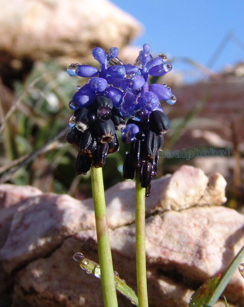 Muscari neglectum (Guss. ex Ten.) [M. racemosum (Guss. ex Ten.)], PARNITHA-3