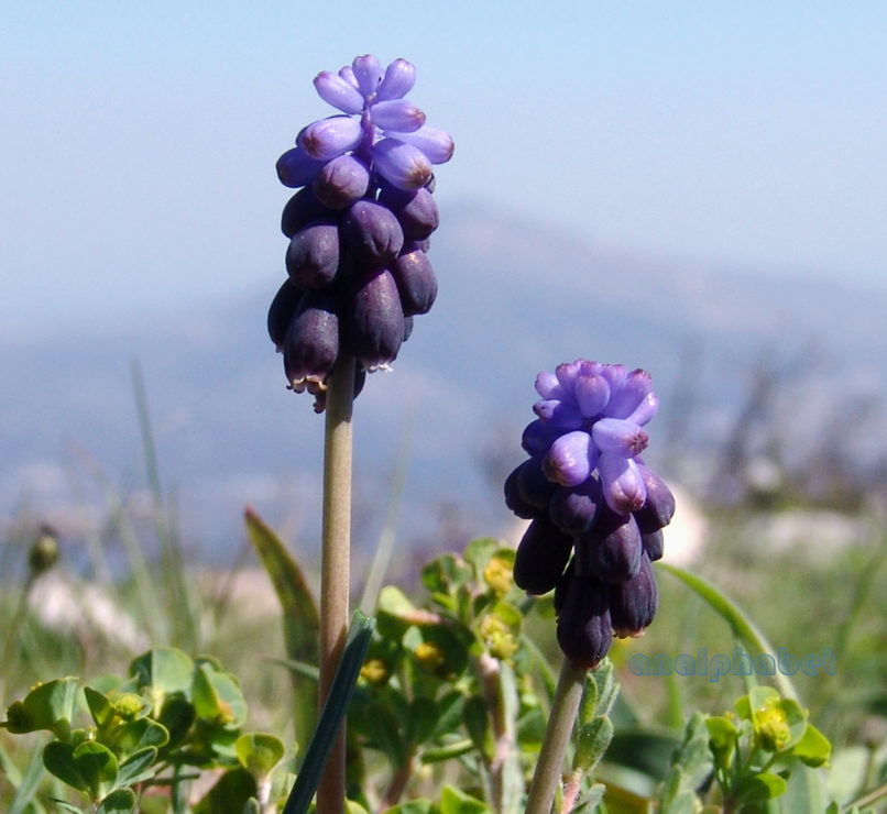 Muscari neglectum (Guss. ex Ten.) [M. racemosum (Guss. ex Ten.)], PARNITHA-4