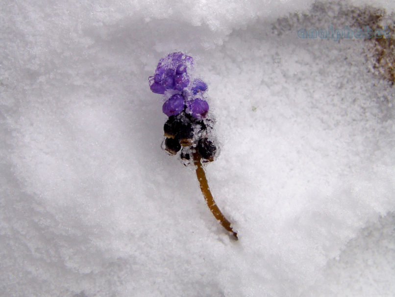 Muscari neglectum (Guss. ex Ten.) [M. racemosum (Guss. ex Ten.)], PARNITHA-5
