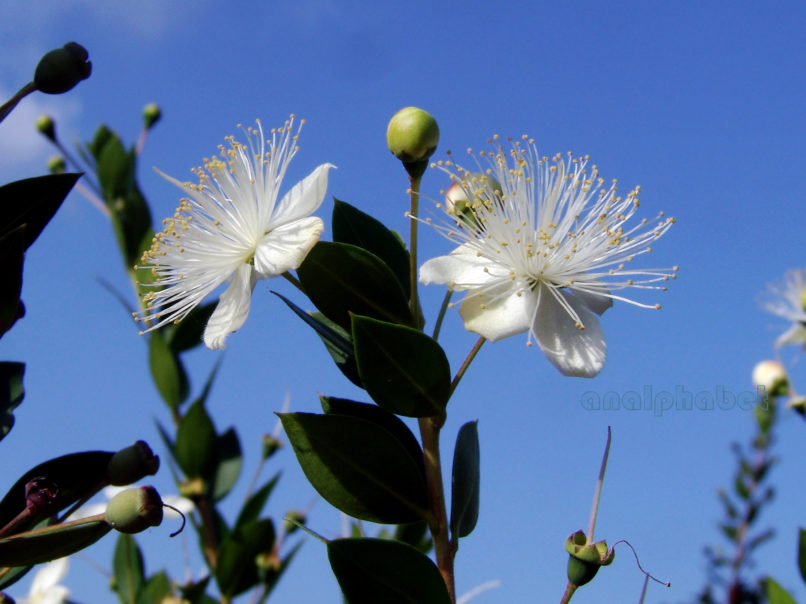 Myrtus communis (L.), ZAKYNTHOS-SARAKINADO-2