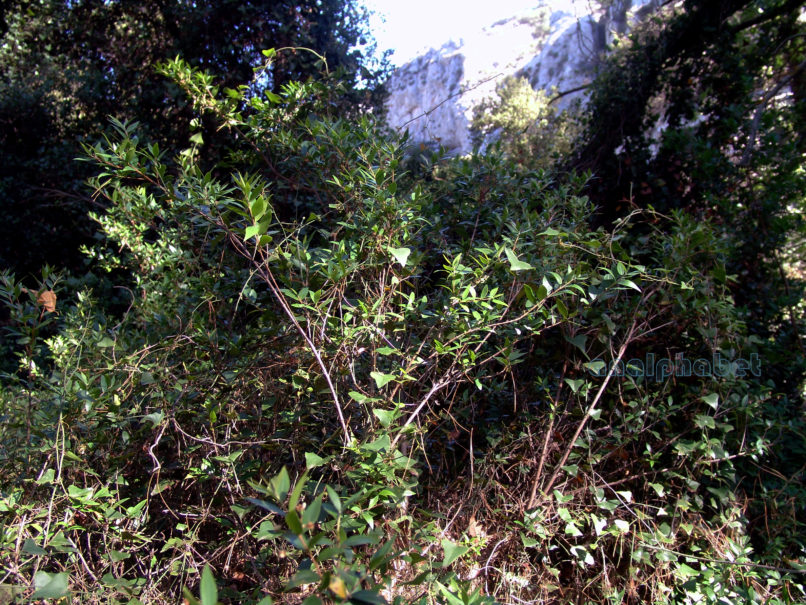 Myrtus communis (L.), PARNITHA-1