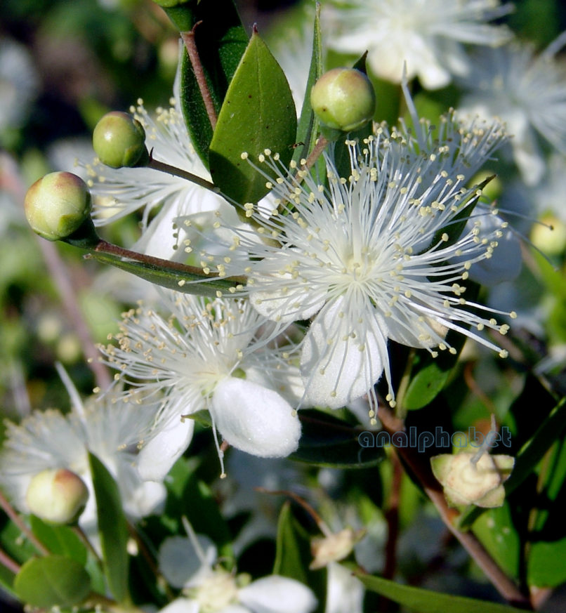 Myrtus communis (L.), ZAKYNTHOS-SARAKINADO-1