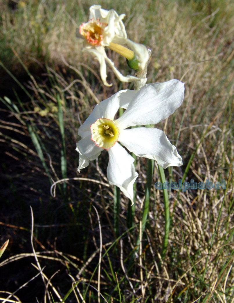 Narcissus poeticus (L.), SMOLIKAS-2