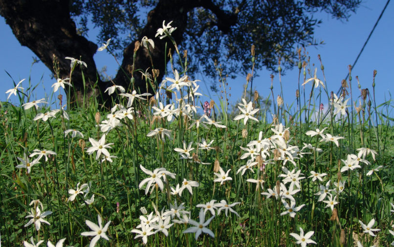 Narcissus serotinus (L.), ZAKYNTHOS-1