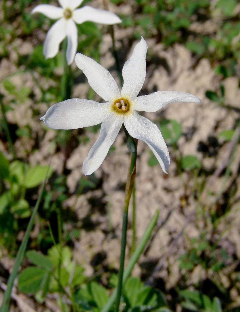 Narcissus serotinus (L.), ZAKYNTHOS-2