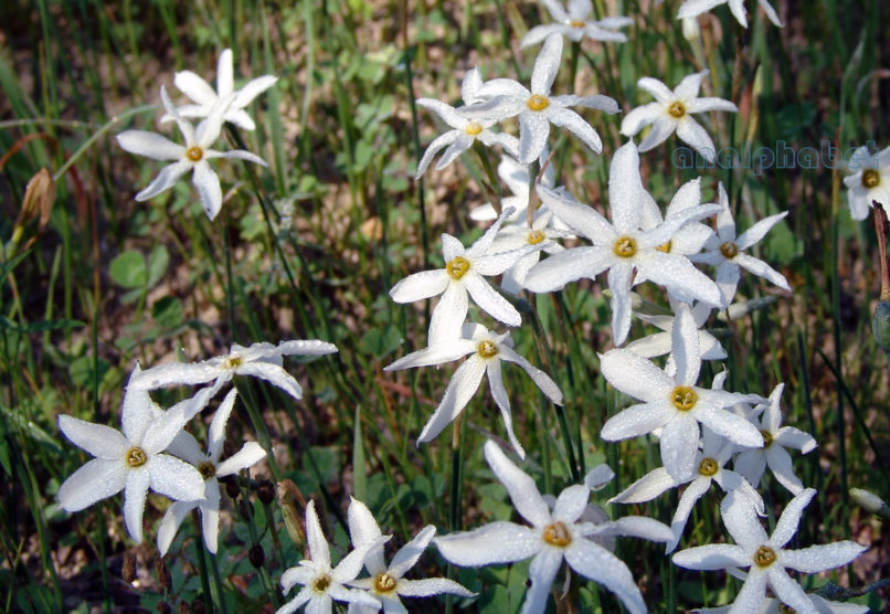 Narcissus serotinus (L.), ZAKYNTHOS-3
