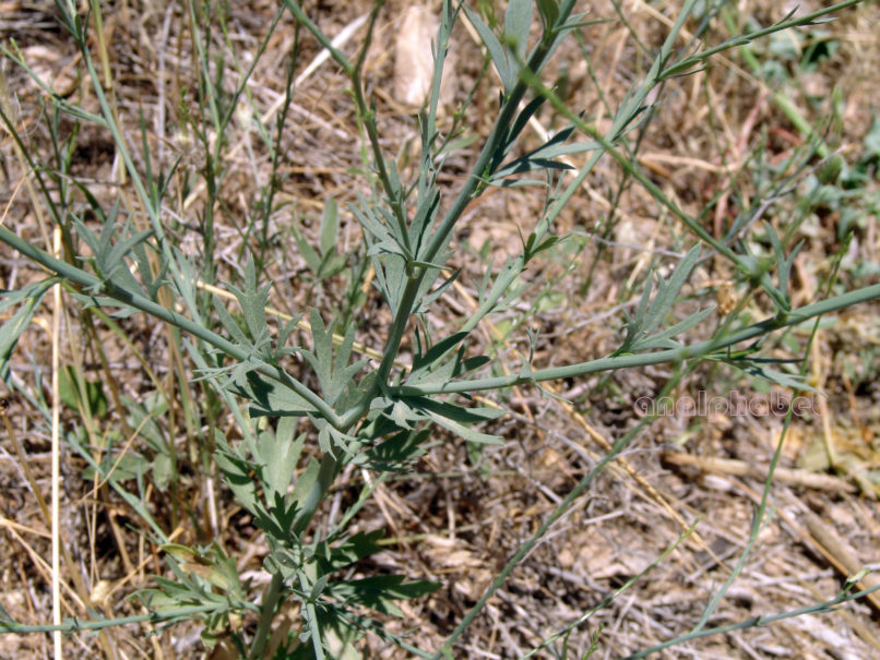 Nigella arvensis (L.), ssp. ?, ATTIKA-MARKOPOULO-1