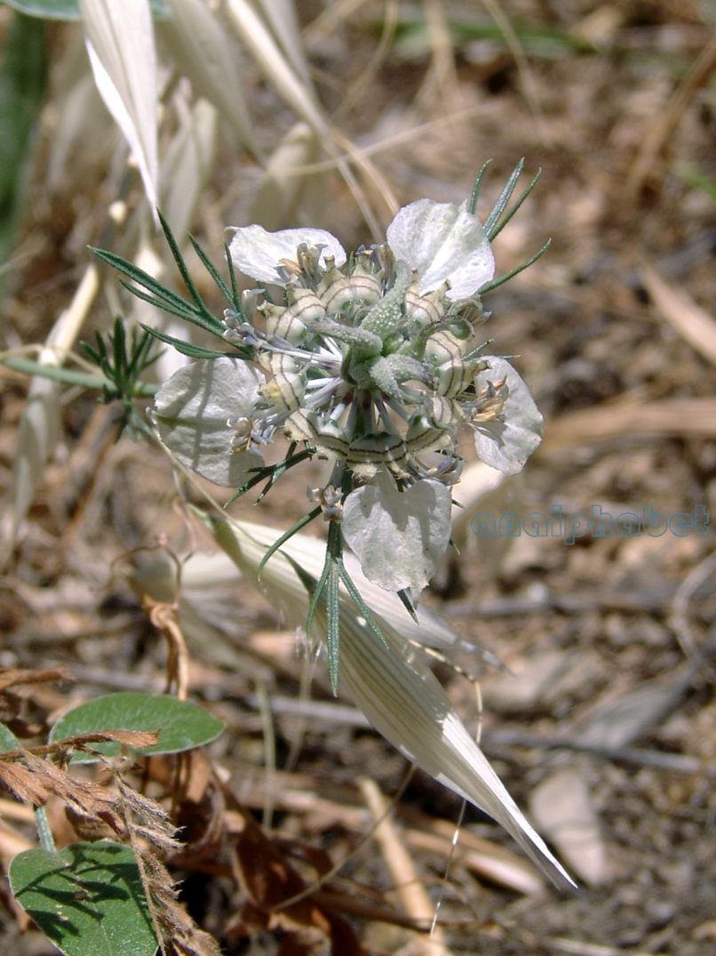Nigella arvensis (L.), ssp. ?, ATTIKA-MARKOPOULO-2