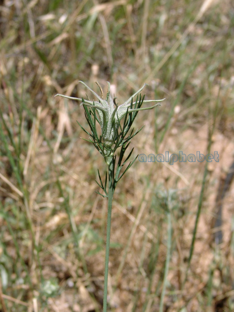 Nigella arvensis (L.), ssp. ?, ATTIKA-MARKOPOULO-3