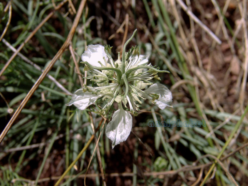 Nigella arvensis (L.), ssp. ?, CHELIDONA-1