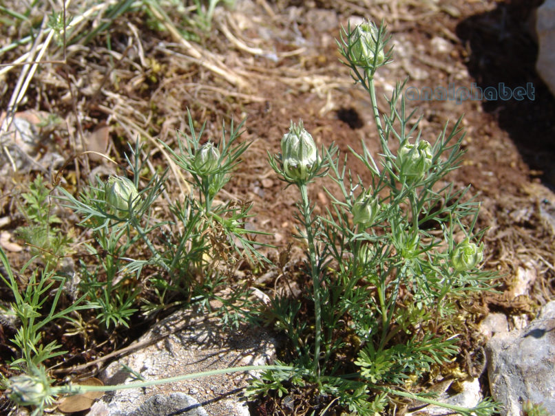 Nigella arvensis (L.) ssp. aristata (Boiss.), PARNITHA-1