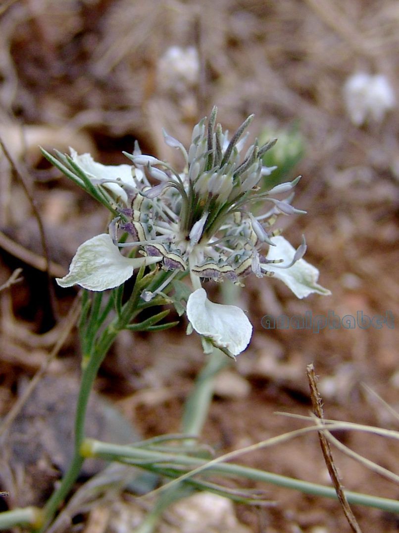 Nigella arvensis (L.) ssp. aristata (Boiss.), PARNITHA-2