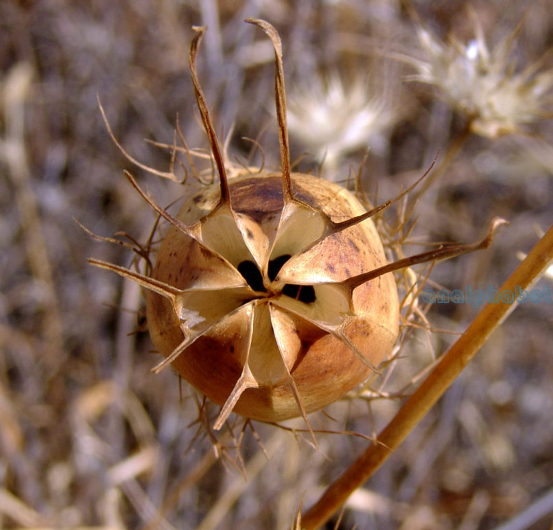 Nigella damascena (L.), ATTIKA-KYNOSOURA-1