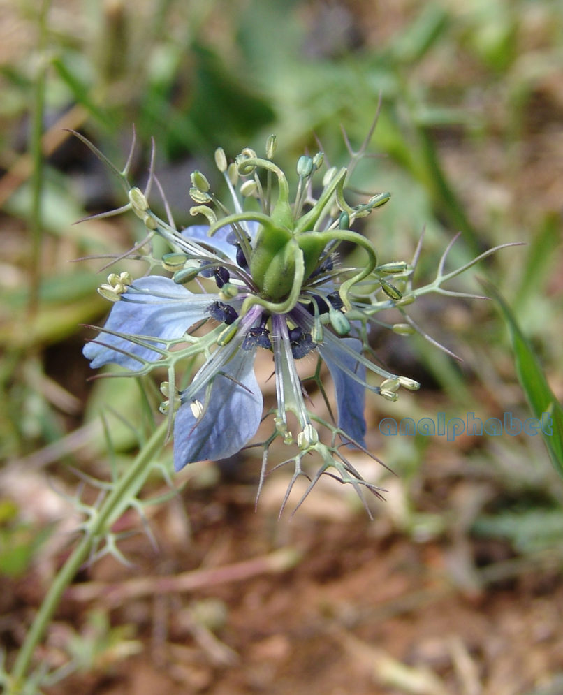 Nigella damascena (L.), PARNITHA-1