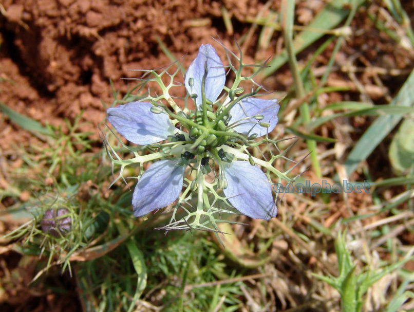 Nigella damascena (L.), PARNITHA-2