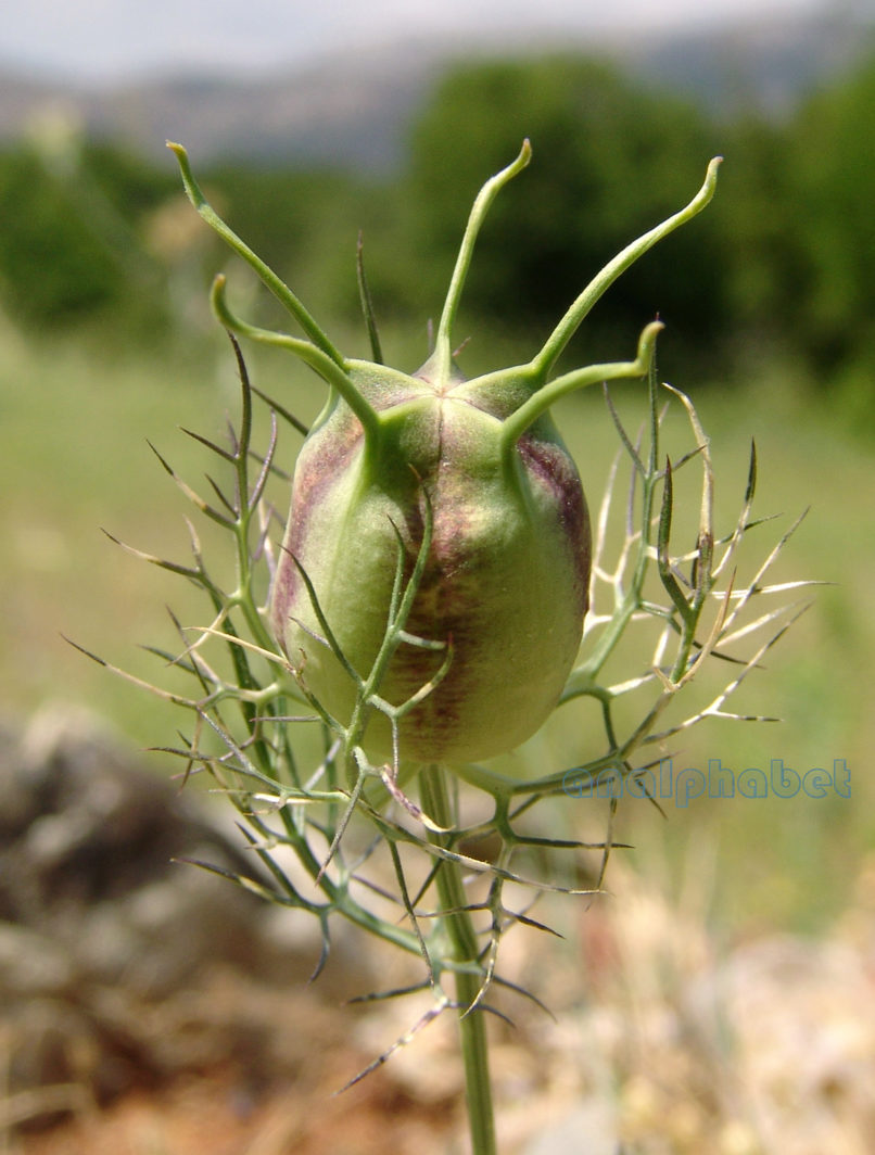 Nigella damascena (L.), PARNITHA-3