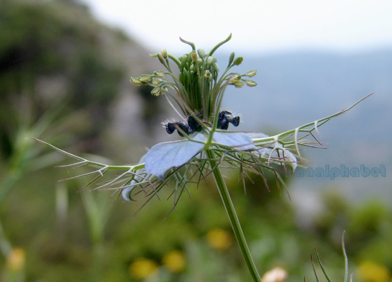 Nigella damascena (L.), PARNITHA-4
