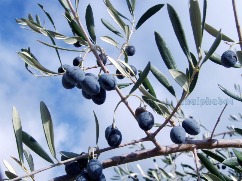 Olea europaea (L.), ATTIKA-1