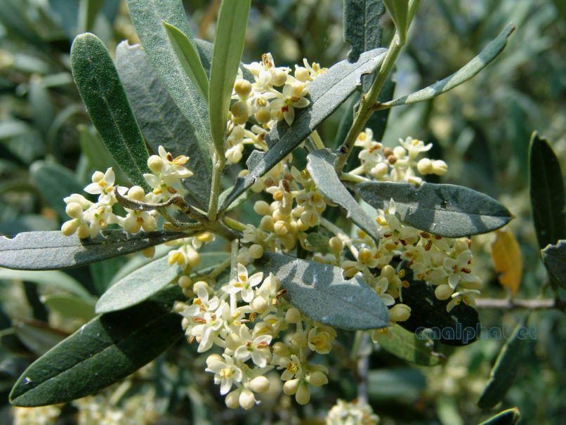 Olea europaea (L.), PARNITHA-1