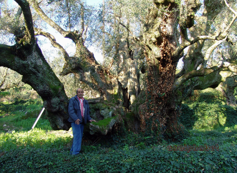 Olea europaea (L.), ZAKYNTHOS-1