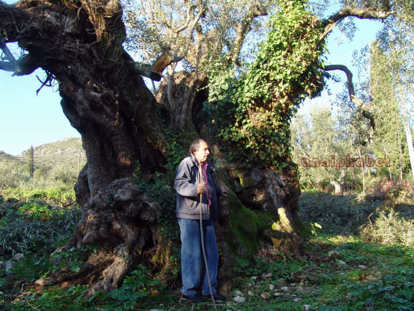 Olea europaea (L.), ZAKYNTHOS-2