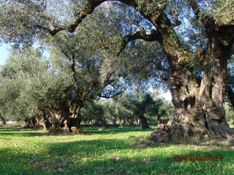 Olea europaea (L.), ZAKYNTHOS-SARAKINADO-2