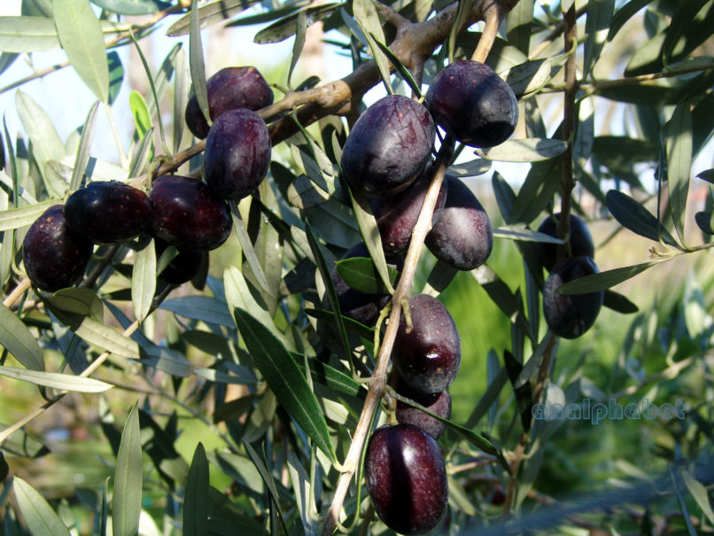 Olea europaea (L.), ZAKYNTHOS-SARAKINADO-3