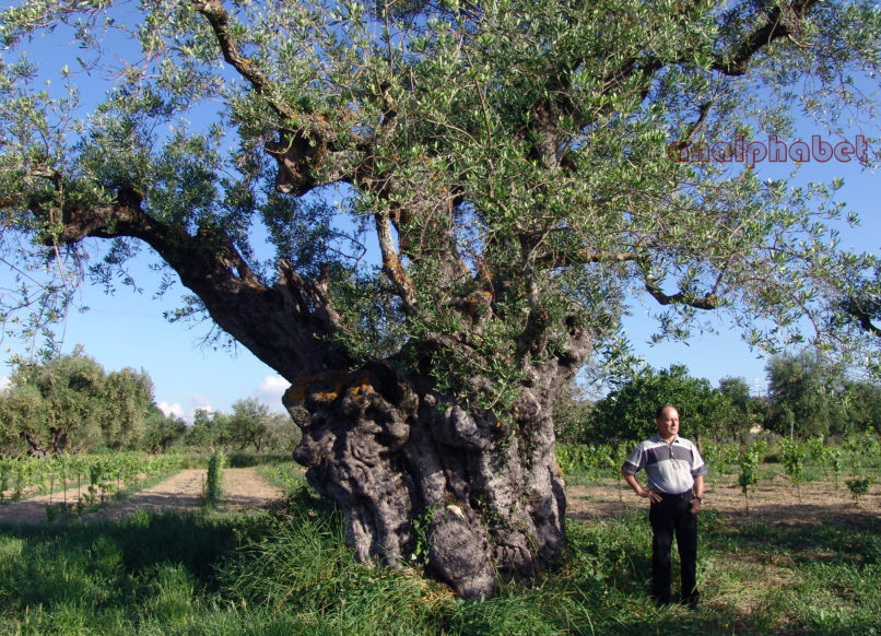 Olea europaea (L.), ZAKYNTHOS-SARAKINADO-1