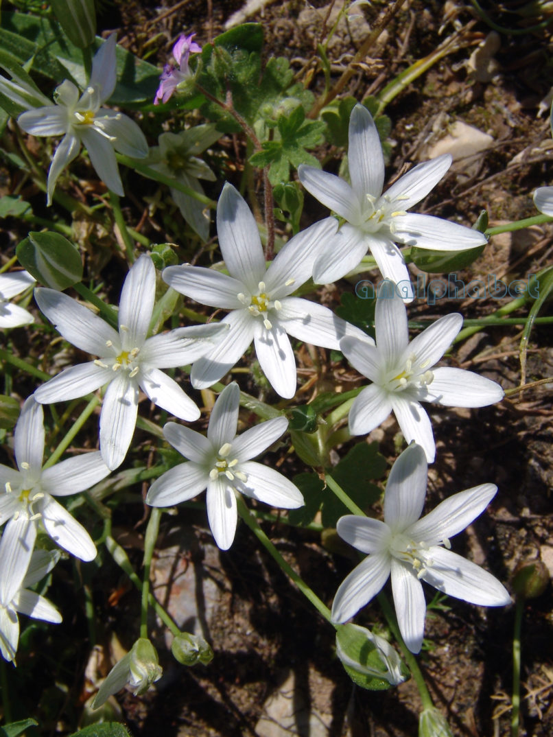 Ornithogalum atticum (Boiss.), ATTIKA-ATHENS-1
