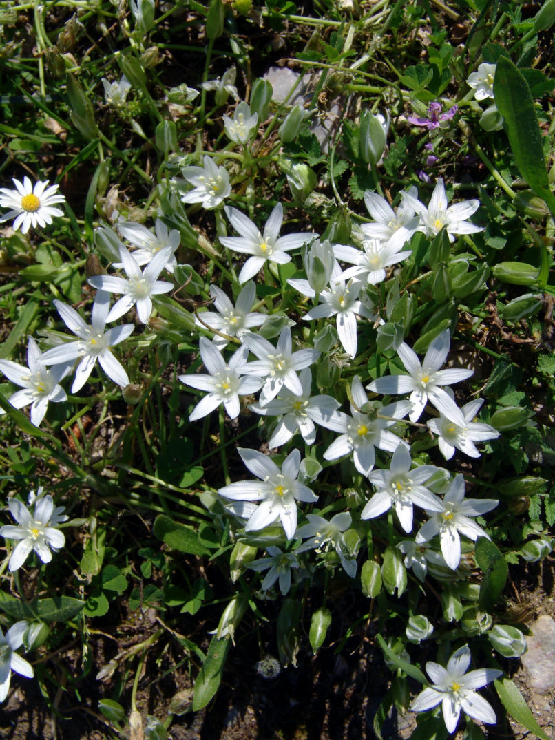 Ornithogalum atticum (Boiss.), ATTIKA-ATHENS-2